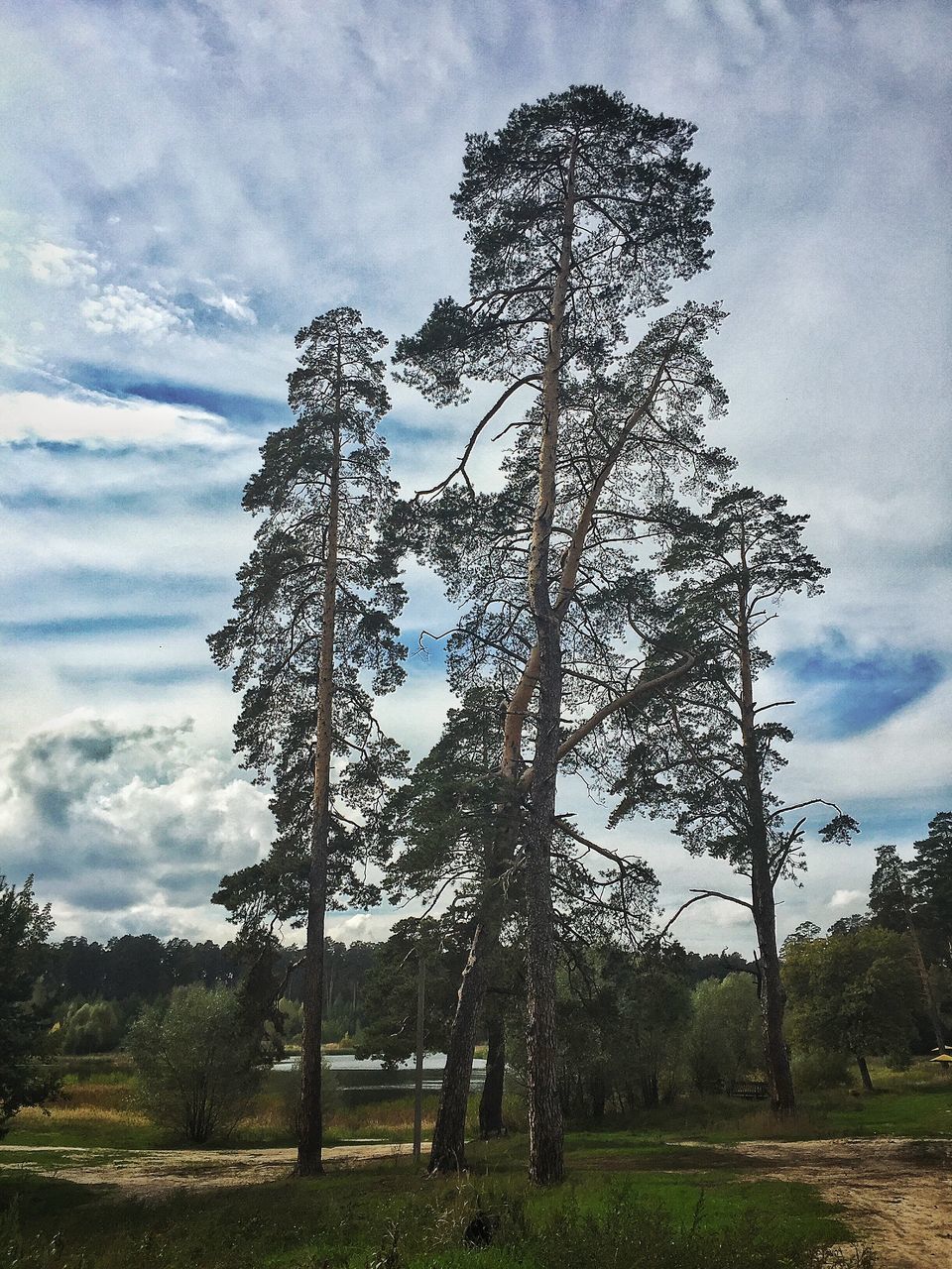 TREES ON FIELD