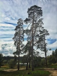 Trees growing on field