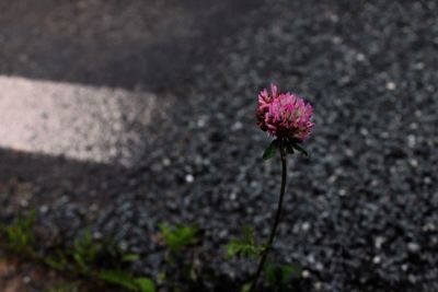 Close-up of pink flower