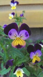 Close-up of purple flower blooming outdoors