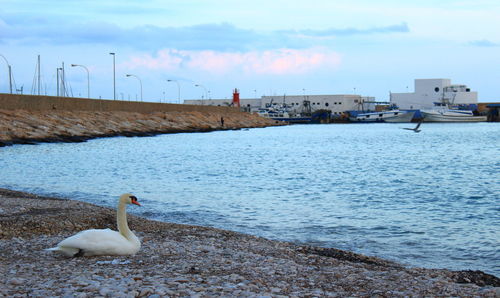 Swans swimming in sea against sky