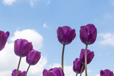 Close-up of pink tulips blooming against sky