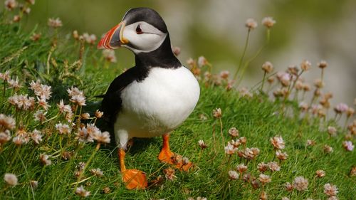 Close-up of colorful puffin on grass with flowers