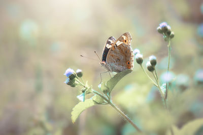 Butterfly on flower