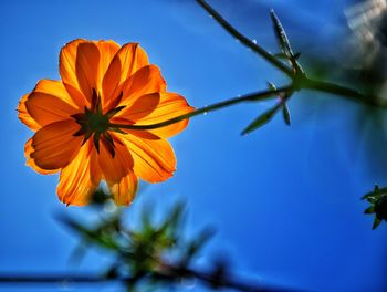 Close-up of flower against the sky