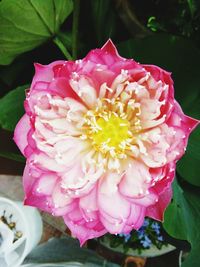 Close-up of pink flower blooming outdoors