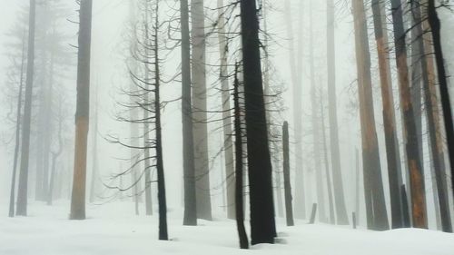 Snow covered trees in forest