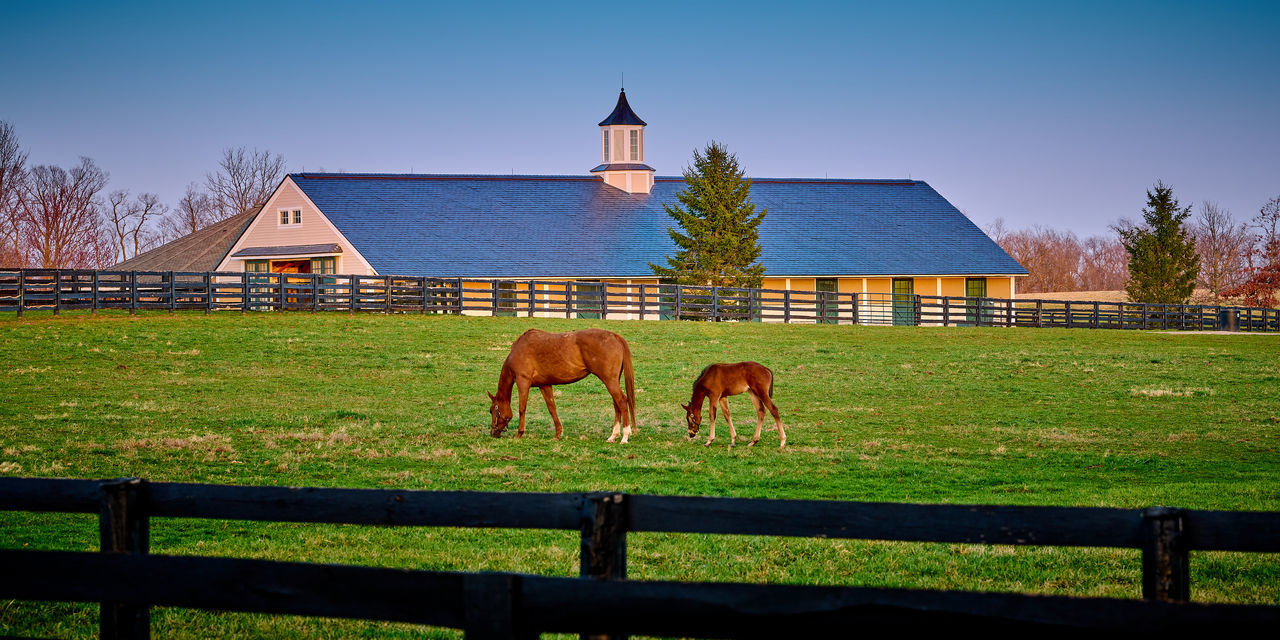 HORSE IN RANCH