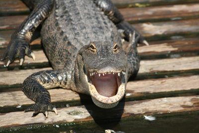 Portrait of alligator on boardwalk