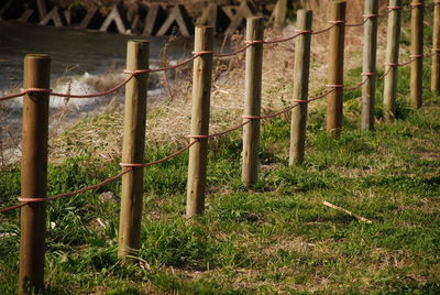 View of bamboo through fence