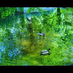 Trees in water