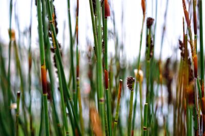 Close-up of caterpillar on plants