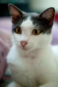 Close-up portrait of a cat