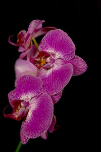 Close-up of pink orchids against black background