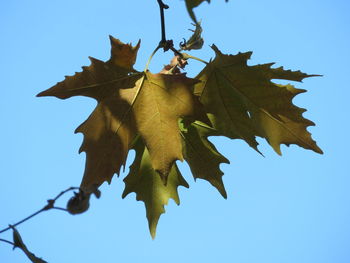 Low angle view of maple leaves against clear blue sky