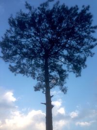 Low angle view of tree against sky