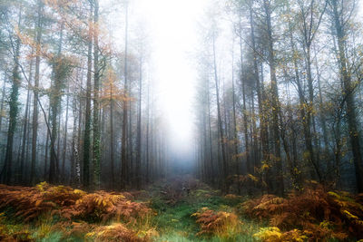 Trees in forest