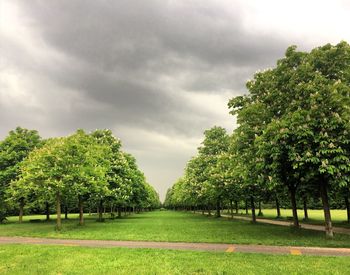 Trees on field against sky