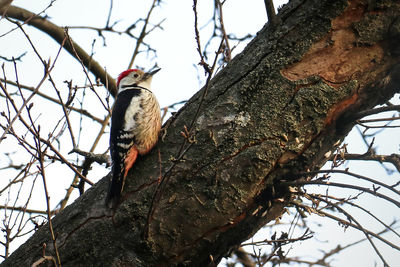 Low angle view of bird perching on tree against sky