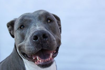 Close-up portrait of dog