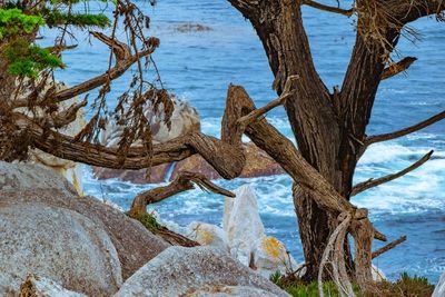 Bare tree on beach against sky