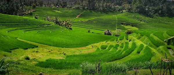 Scenic view of rice paddy field