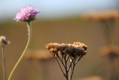 Close-up of wilted thistle