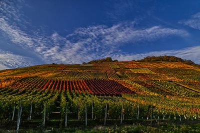 Colorful vineyards in the ahrtal 