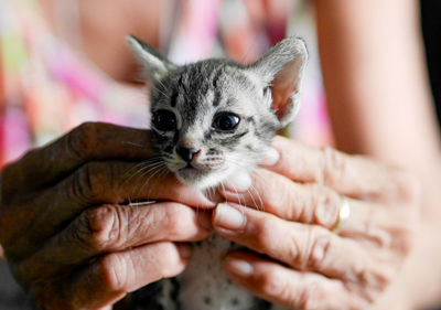 Close-up of hand holding kitten