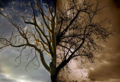 Low angle view of bare tree against sky