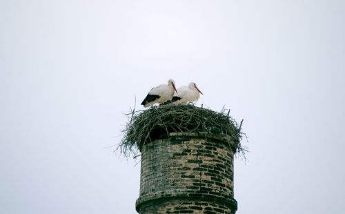 Low angle view of bird perching against clear sky