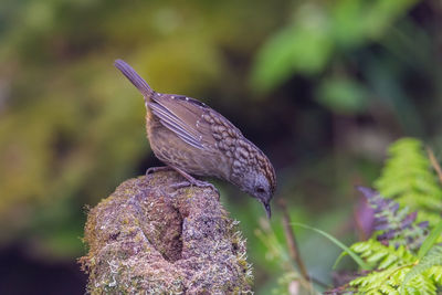 Close-up of bird perching on plant