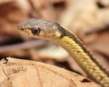 Close-up of lizard