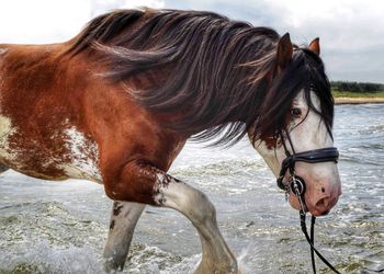 Horse standing in a field