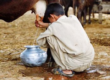 Young man milking cow in shed