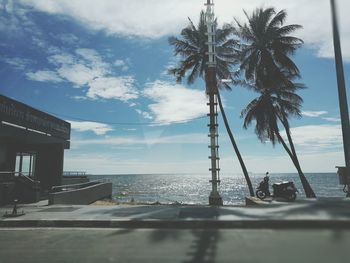 Palm trees by city against sky