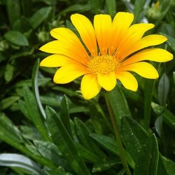 Close-up of yellow flower