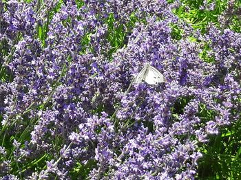Close-up of insect on purple flowers
