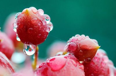 Close-up of wet red flower