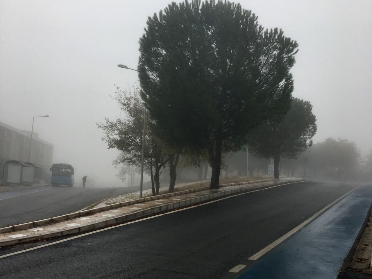 tree, road, weather, no people, transportation, the way forward, day, outdoors, nature, sky