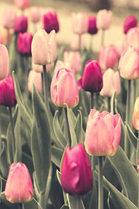 Close-up of pink tulips