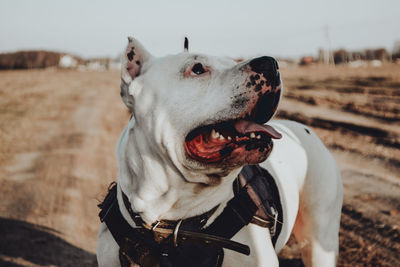 Close-up of a dog looking away