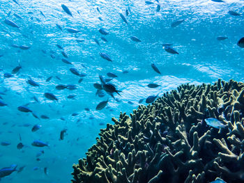 Close-up of fish swimming in sea