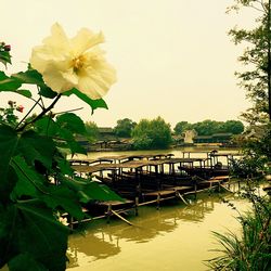 View of flowers in pond