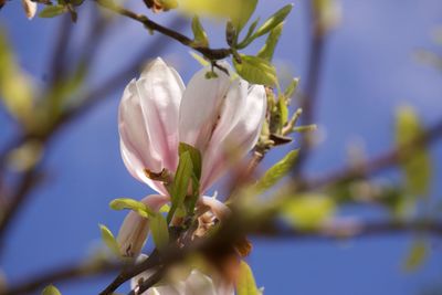 Close-up of fresh white flower blooming on tree