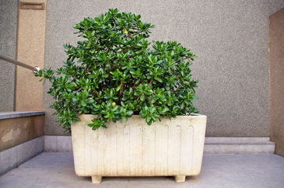 Close-up of potted plant against wall