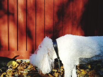 Close-up of white dog
