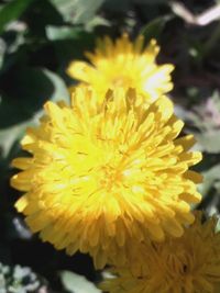 Close-up of yellow flower blooming outdoors