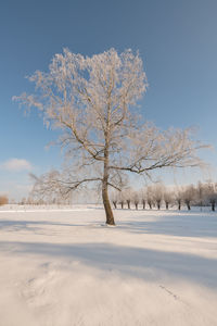 Bare tree on snow covered land against sky