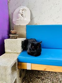 Portrait of cat sitting on wall